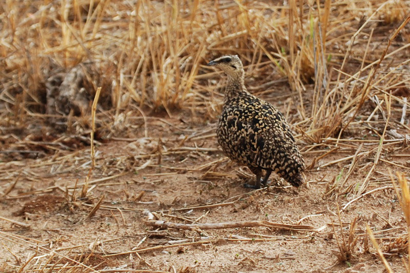 Tanzania -Grandule golagialla (Pterocles gutturalis)♀